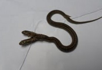 Өзбекстаннан екі басты жылан табылды