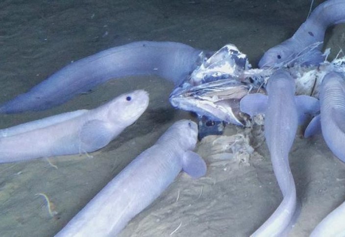 В мире: На глубине 8 км обнаружены новые виды рыб (ВИДЕО)