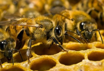 Казахстан за год экспортировал 83,5 тонны меда