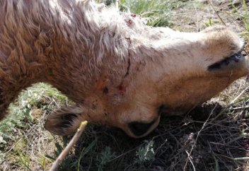 Сағат сайын тек бір елдің өзінде 200-ге дейін жабайы жануар өледі