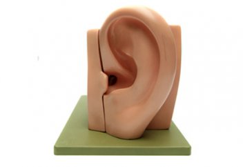 Құлақтан құлық ақса, дәрет бұзыла ма?