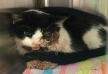 Көліктің астына түсіп өлген мысық бес күннен кейін тірілді