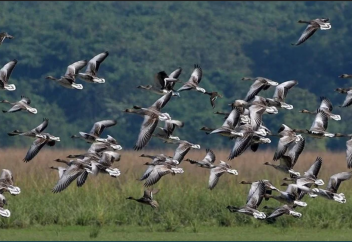 Климат өзгерісі жыл құстарының көшу бағыты мен мерзімін өзгертуде