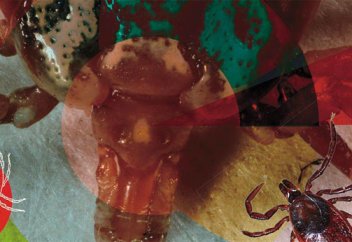 Клещи, которые нас кусают