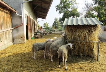 Как бактерии помогают развивать животноводство