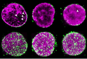Бородинаның порно суреттері Жұтылу видеосы