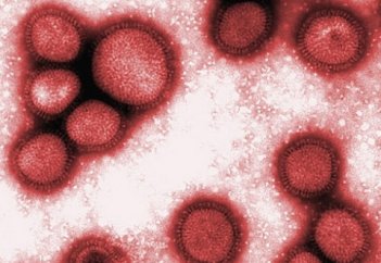 Ғалымдар алғаш рет тұмауды емдеудің тиімді жолын тапты