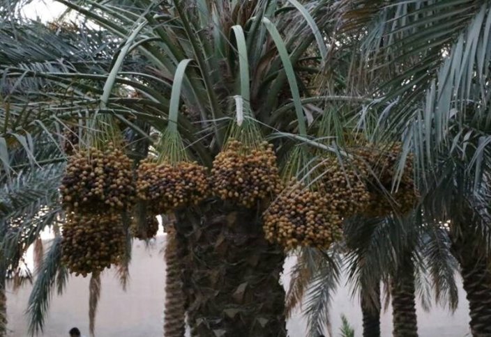 Араб Әмірліктері құрма өсіретін шетелдік фермерлерге 10 жылдық виза бере бастады