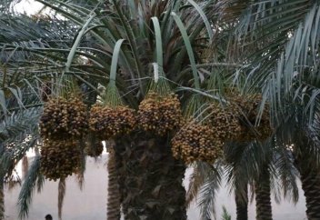 Араб Әмірліктері құрма өсіретін шетелдік фермерлерге 10 жылдық виза бере бастады