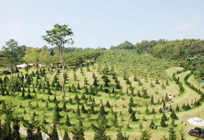 “Ағашқа жерлеу” түрі кең етек алып келеді