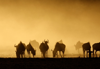 Айуан үшін адам құрбан болуда