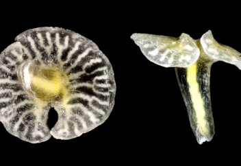 Биологиялық түрлер санатына жатпайтын тіршілік иесі табылды (фото)