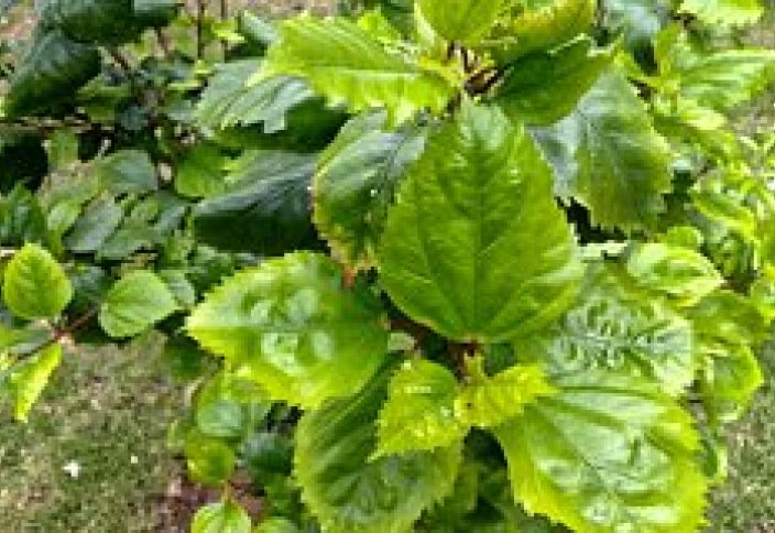 Бауырды май басудан сақтайтын табиғи зат табылды