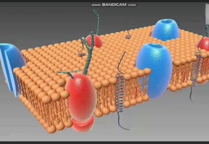 Организмнің жасырын энергия көзі анықталды