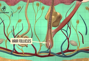 Научные факты в Коране - Болевые рецепторы