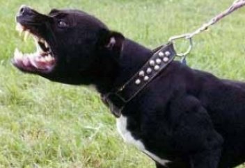 Ит пен адам