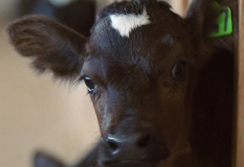 Жануарлар әлемі: Тек артқы екі аяғы бар бұзау туды (видео)