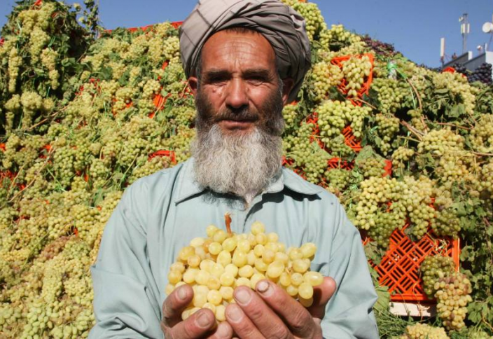 Китай присматривается к афганским фруктам