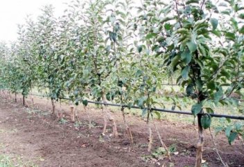 Ел іші: ҰБТ-ны онлайн жүйеде тапсыруға болады (видео)