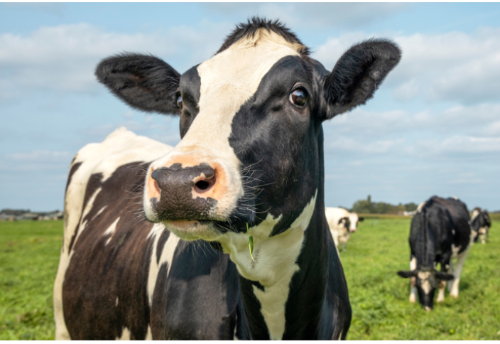 Человечеству придется меньше есть, чтобы сохранить планету: исследование