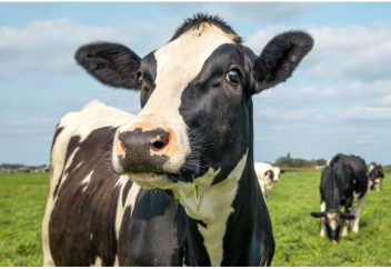 Человечеству придется меньше есть, чтобы сохранить планету: исследование