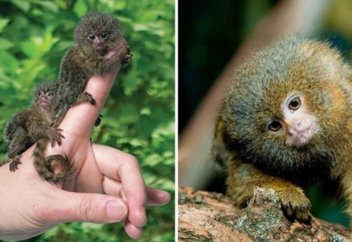 Әлемдегі ең ергежейлі маймыл (фото+видео)