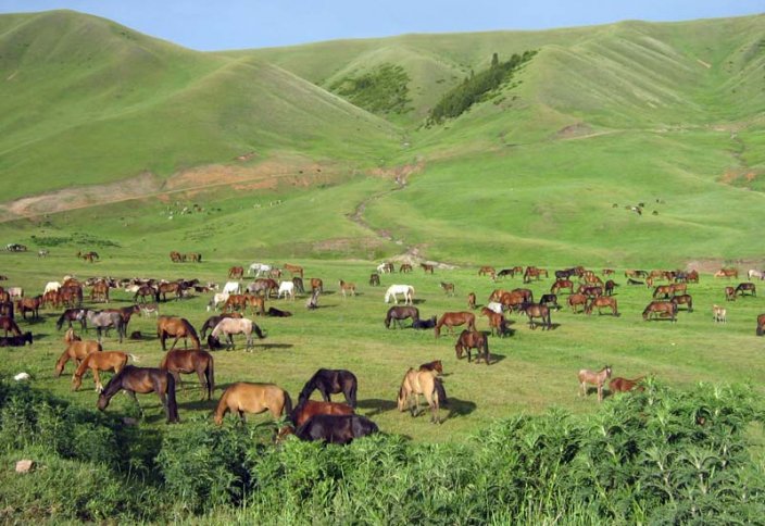 Қазақстанда жайылым жерлерінің картасы құрастырылады