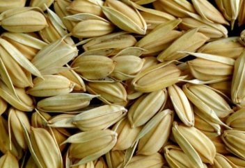 Күріштен сүйек жасау: қалдықтарды биоматериалға қалай айналдыруға болады