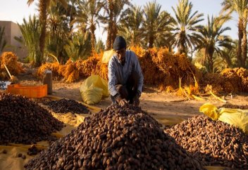 Араб елі биыл құрмадан мол өнім алады