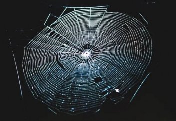 Ғалымдар өрмекшінің торын әуен аспаптарына айналдырды – өрмекші әлемді қалай қабылдайды (видео)