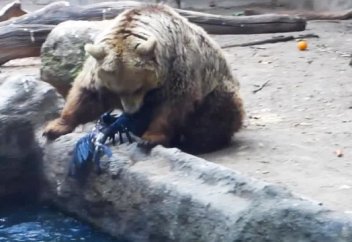 Жануарлар әлемі: Суға батып бара жатқан ұзақ қарғаны аю құтқарып қалды (видео)