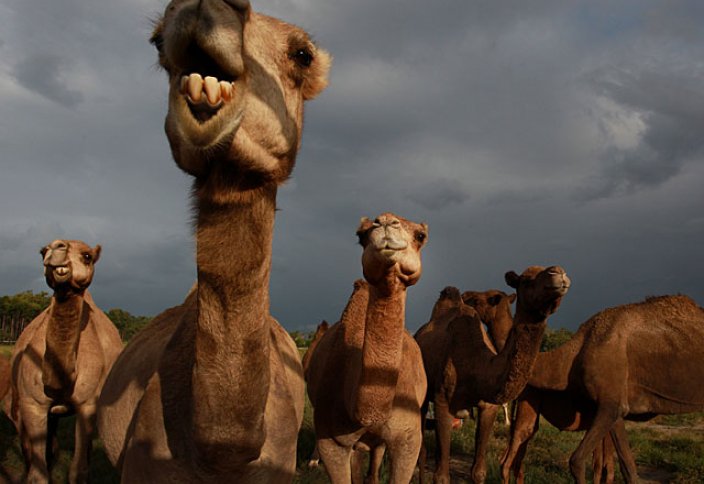 В Саудовской Аравии создан клуб любителей верблюдов