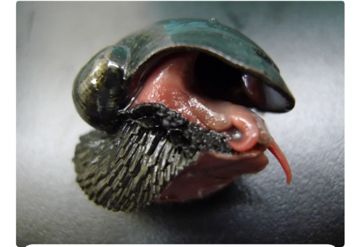 Единственное почти полностью ЖЕЛЕЗНОЕ живое существо на планете (фото)