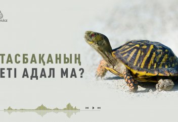 Тасбақаның еті...
