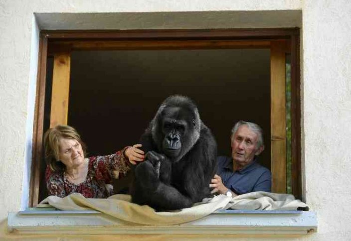 Жануарлар әлемі: Ерлі-зайыпты горилла асырап, онымен 18 жыл бірге тұрып келеді (фото)
