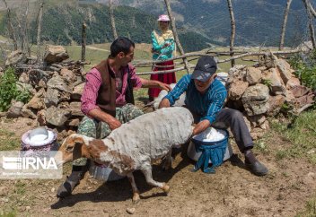 Кочевой образ жизни талышей (фото)