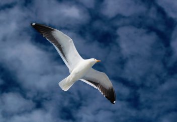 Чайка виртуозно уклонилась от столкновения с дроном (видео)