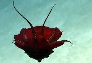 Разные: В Мексиканском заливе засняли странное глубоководное существо: видео