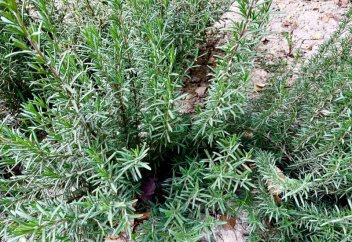 Иранда дәрілік өсімдіктердің жылдық өндірісі 450 мың тоннаға жетуі мүмкін