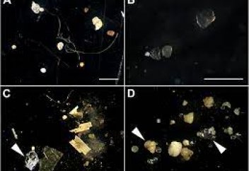 Стало известно, как крошечные пластмассы попадают в окружающую среду