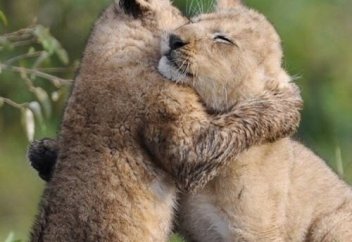 Сүйейікші бірімізді біріміз