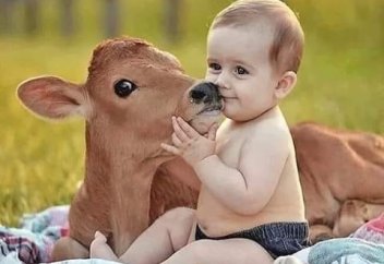 Доходы от коровы могут не учитывать для выдачи помощи сельчанам - Сапарбаев