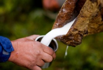 Бие сүтінің ағзаны тез қартайтпайтыны дәлелденді