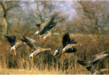 Норвегия мен Швеция сирек кездесетін ақмаңдай қаз үшін келісе алмай жатыр