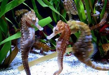 Для морских коньков создают отели: видео