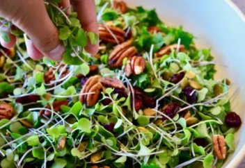 Микрогрин дегеніміз не?