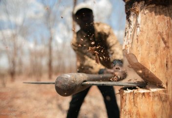 17 жыл ішінде Франция аумағындай тропикалық орман жойылған