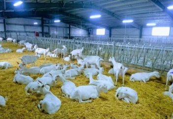 Как в Казахстане стали выпускать курт и мороженое из козьего молока