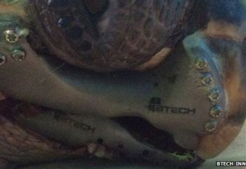 Спасение черепахи – инновации в сфере имплантации