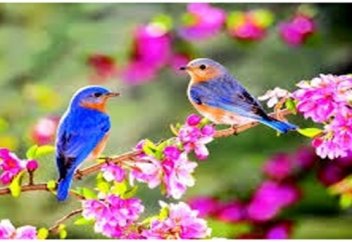 Құранда құстар жайлы не делінген?